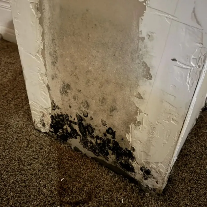 Professional Mold Removal in Walnut, CA